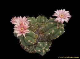 Gymnocalycium bueneckii 119